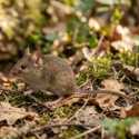 Waspada Hantavirus dari Tikus, Ini Cara Mencegah Penyebarannya