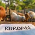 Mengungkap Sejarah Kurban Versi Yahudi dan Islam