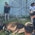 Athari Gauthi Tebar Sapi Kurban Lewat Jalur Parlemen Daerah