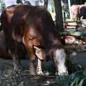 Tradisi Kurban Prabowo di Madang Hambalang Berlanjut, Satu RW Satu Sapi