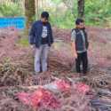 Dua Pencuri Sapi Dibekuk saat Sedang Memotong Hasil Curian