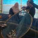 Program Bioflok Presiden Prabowo di Karawang Sukses Panen Raya 1,2 Ton Ikan Nila