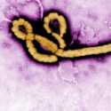 CDC Afrika Peringatkan 10 Negara Berisiko Terdampak Wabah Ebola