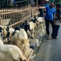 Harga Hewan Kurban di Jakarta Dipastikan Masih Terkendali