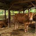 Daftar Harga Sapi Kurban Idul Adha 2026 di Baznas hingga Istiqlal
