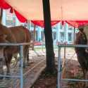 Banpres Sapi Pindahkan Belanja Negara Langsung ke Peternak