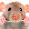 Mengenal Hantavirus, Virus Tikus Mematikan yang Bikin Geger Kapal Mewah MV Hondius