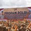 Polri Panen Raya Jagung di Bengkayang