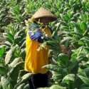 Petani Tembakau dan Cengkeh Soroti RPMK soal Kemasan Rokok