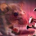 Gejala Awal Terinfeksi Hantavirus  Umumnya Demam dan Nyeri Otot
