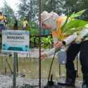 Penanaman Mangrove Jadi Strategi IKN Hadapi Perubahan Iklim