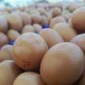 Telur Jatuh di Bawah Harga Impas, BGN Turun Tangan