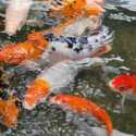 Kombinasi Pakan Dorong Optimalisasi Industri Ikan Koi