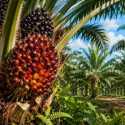 15 Juta Petani Sawit Terdampak, Pemerintah Tak Ingin Harga TBS Terus Turun