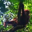 Dari Kandang ke Kanopi Hutan: Tiga Orangutan Hasil Rehabilitasi Kembali ke Alam Liar