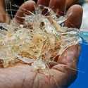 Maksimalkan Potensi BBL, Pemerintah Perlu Bangun Hilirisasi Industri Lobster