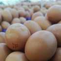 Harga Telur Terjun, Pemerintah Perketat Pengawasan HAP Rp26.500 per Kilogram