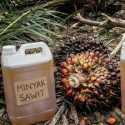 Kenaikan Beruntun CPO Malaysia Didorong Sentimen Minyak Global