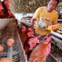 Program MBG Harus Jamin Harga dan Serap Telur Peternak
