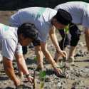 Peduli Ekosistem Pesisir, Telkom Lakukan Restorasi Mangrove di NTB