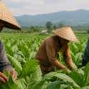 Petani Khawatir Aturan Kemasan Seragam Tekan Prospek Tembakau Nasional