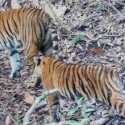 Kabar Baik, Dua Anak Harimau Sumatra Tumbuh Sehat di Kerinci