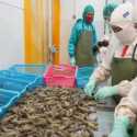 Industri Udang Nasional Maksimalkan Produk Dalam Negeri