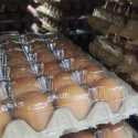 Pemerintah Bakal Benahi Distribusi Harga Ayam-Telur Buntut Harga Jomplang