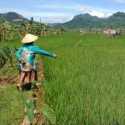 Petani Diminta Jangan Tertipu Konten Pupuk Viral di Medsos