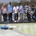 Harga Garam Brebes Anjlok saat Panen Raya