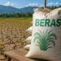 Surplus Beras Bukan Jaminan, GREAT Soroti Ancaman El Nino