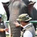 Pelibatan Masyarakat Penting untuk Lindungi Habitat Gajah Sumatera