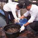 Budi Daya Lobster Modeling Batam Tembus Pasar Ekspor, Daerah Lain Siap Menyusul