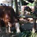 Indonesia Impor Sapi Hidup Australia 92.700 Ton, Nilainya Tembus Rp5,87 Triliun