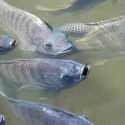 Darurat Ekologis, Thailand Resmi Perintahkan Pembasmian Ikan Nila Hitam