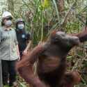 Dua Orangutan Hasil Rescue di Ketapang Kembali ke Hutan