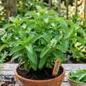 Stevia Jadi Alternatif Gula Pasir, Benarkah Aman Dikonsumsi?