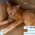 Ribuan Kucing Raib Tengah Malam, Polisi Vietnam Bongkar Sindikat Perdagangan Daging Hewan Peliharaan