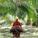Hutan Rusak Wajib Dipulihkan Bukan Dialihfungsikan jadi Kebun Sawit