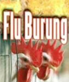 Waspadai Flu Burung, Unggas Di-sweeping