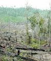 Otonomi Daerah Percepat Proses Kerusakan Hutan