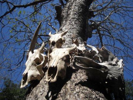 TENGKORAK BANTENG DAN RUSA