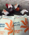 Harga Beras Naik, Operasi Pasar Bulog Dinilai Gagal