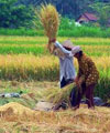 Mentan Sesumbar Mau Kasih Petani Jaminan Uang Premi