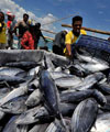 Pengawasan Lemah, Penjarahan Ikan Rugikan Negara Rp 30 T