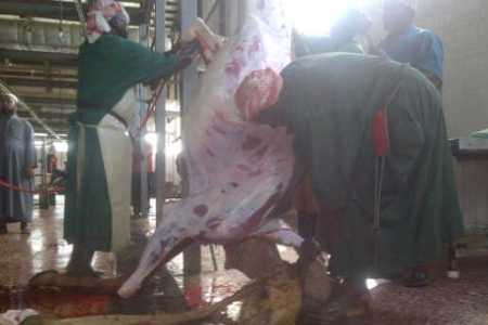 Hewan untuk Bayar Dam