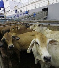 Mustahil, Impor Sapi Bakal Menurunkan Harga Daging