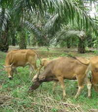 Program Integrasi Peternakan Sapi Di Lahan Sawit Sepi Peminat