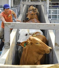 Berdikari United Tambah 5.000 Ekor Indukan Sapi