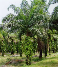 Menhut Perlu Kasih Solusi, Jangan Buka Borok Sendiri Di Depan Asing